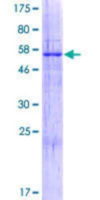 SDS-PAGE: Recombinant Human RIMKB GST (N-Term) Protein [H00057494-P01]