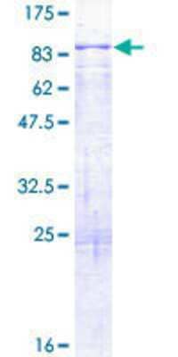 SDS-PAGE: Recombinant Human KLHL8 GST (N-Term) Protein [H00057563-P01]