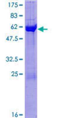 SDS-PAGE: Recombinant Human CPNE5 GST (N-Term) Protein [H00057699-P01]