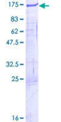 SDS-PAGE: Recombinant Human ZFYVE28 GST (N-Term) Protein [H00057732-P01]