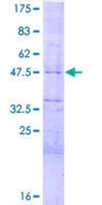 SDS-PAGE: Recombinant Human HES-4 GST (N-Term) Protein [H00057801-P01]