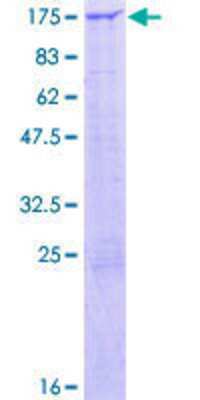 SDS-PAGE: Recombinant Human ZNF462 GST (N-Term) Protein [H00058499-P01]