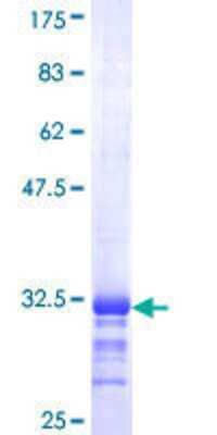 SDS-PAGE: Recombinant Human SELK GST (N-Term) Protein [H00058515-Q01]