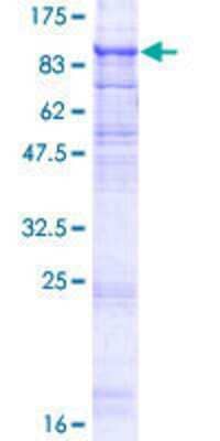 SDS-PAGE: Recombinant Human TMEM8 GST (N-Term) Protein [H00058986-P01]