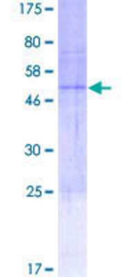 SDS-PAGE: Recombinant Human CACNG6 GST (N-Term) Protein [H00059285-P01]