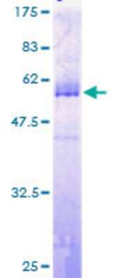 SDS-PAGE: Recombinant Human TGF beta induced factor 2 GST (N-Term) Protein [H00060436-P01]