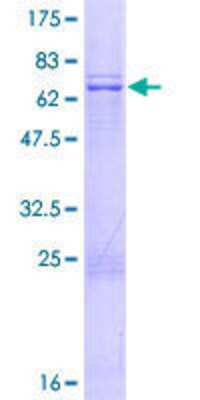 SDS-PAGE: Recombinant Human MRPS35 GST (N-Term) Protein [H00060488-P01]