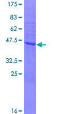 SDS-PAGE: Recombinant Human SPCS3 GST (N-Term) Protein [H00060559-P01]