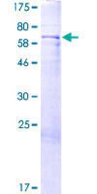 SDS-PAGE: Recombinant Human RP5-1077B9.4 GST (N-Term) Protein [H00060672-P01]