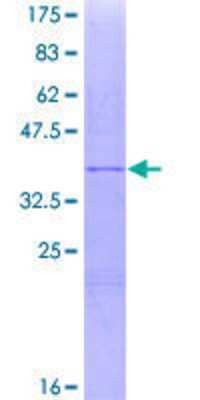 SDS-PAGE: Recombinant Human MAGEF1 GST (N-Term) Protein [H00064110-Q01]