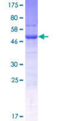 SDS-PAGE: Recombinant Human Spermatogensis associated protein 1 GST (N-Term) Protein [H00064173-P01]