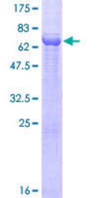 SDS-PAGE: Recombinant Human DPEP2 GST (N-Term) Protein [H00064174-P01]