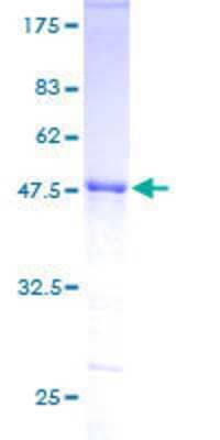 SDS-PAGE: Recombinant Human ZNF323 GST (N-Term) Protein [H00064288-P01]