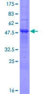 SDS-PAGE: Recombinant Human MOSPD3 GST (N-Term) Protein [H00064598-P01]