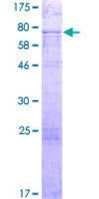 SDS-PAGE: Recombinant Human S100P binding protein GST (N-Term) Protein [H00064766-P01]