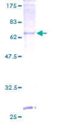 SDS-PAGE: Recombinant Human PORCN GST (N-Term) Protein [H00064840-P01]