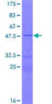 SDS-PAGE: Recombinant Human MRPS11 GST (N-Term) Protein [H00064963-P01]