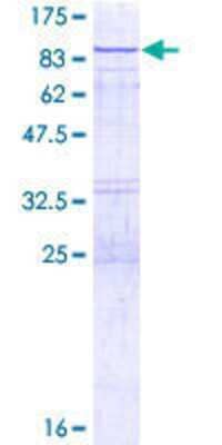 SDS-PAGE: Recombinant Human VPS33A GST (N-Term) Protein [H00065082-P01]