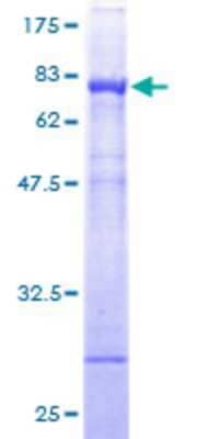 SDS-PAGE: Recombinant Human NADK GST (N-Term) Protein [H00065220-P01]