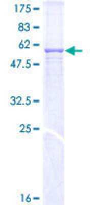 SDS-PAGE: Recombinant Human MPPE1 GST (N-Term) Protein [H00065258-P01]