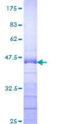 SDS-PAGE: Recombinant Human DDX54 GST (N-Term) Protein [H00079039-Q01]