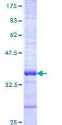 SDS-PAGE: Recombinant Human RNF26 GST (N-Term) Protein [H00079102-Q01]