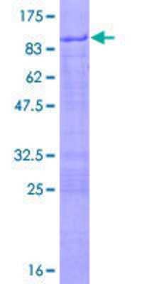 SDS-PAGE: Recombinant Human PHF23 GST (N-Term) Protein [H00079142-P01]