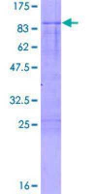 SDS-PAGE: Recombinant Human IRX3 GST (N-Term) Protein [H00079191-P01]