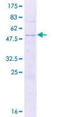 SDS-PAGE: Recombinant Human ZBED2 GST (N-Term) Protein [H00079413-P01]