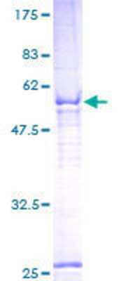 SDS-PAGE: Recombinant Human MAIP1 GST (N-Term) Protein [H00079568-P01]