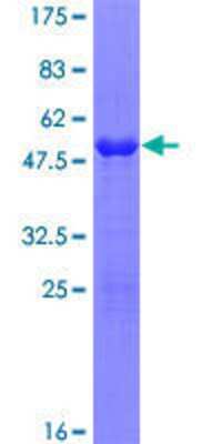 SDS-PAGE: Recombinant Human SPAG16 GST (N-Term) Protein [H00079582-P01]