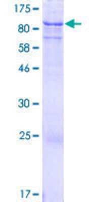 SDS-PAGE: Recombinant Human FLJ21963 GST (N-Term) Protein [H00079611-P01]