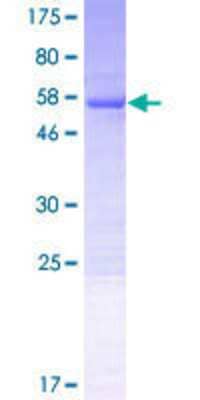 SDS-PAGE: Recombinant Human VPS37B GST (N-Term) Protein [H00079720-P01]