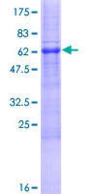 SDS-PAGE: Recombinant Human ACBD4 GST (N-Term) Protein [H00079777-P01]