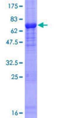 SDS-PAGE: Recombinant Human FBXO31 GST (N-Term) Protein [H00079791-P01]