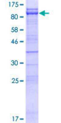 SDS-PAGE: Recombinant Human CEP76 GST (N-Term) Protein [H00079959-P01]