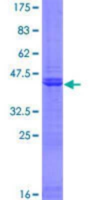 SDS-PAGE: Recombinant Human PHC3 GST (N-Term) Protein [H00080012-P01]