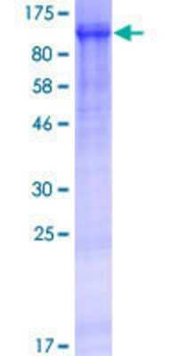 SDS-PAGE: Recombinant Human WWC2 GST (N-Term) Protein [H00080014-P01]