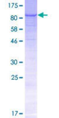 SDS-PAGE: Recombinant Human CCDC15 GST (N-Term) Protein [H00080071-P01]