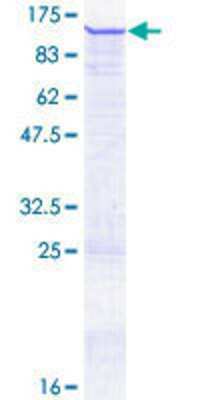 SDS-PAGE: Recombinant Human ZNF606 GST (N-Term) Protein [H00080095-P01]