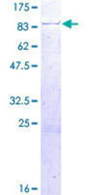 SDS-PAGE: Recombinant Human RUFY1 GST (N-Term) Protein [H00080230-P01]