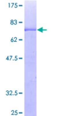 SDS-PAGE: Recombinant Human GKAP1 GST (N-Term) Protein [H00080318-P01]