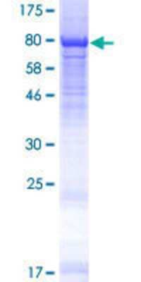 SDS-PAGE: Recombinant Human DCAF11 GST (N-Term) Protein [H00080344-P01]