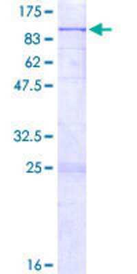 SDS-PAGE: Recombinant Human CLPB GST (N-Term) Protein [H00081570-P01]