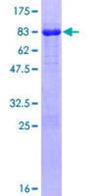 SDS-PAGE: Recombinant Human RNF146 GST (N-Term) Protein [H00081847-P01]