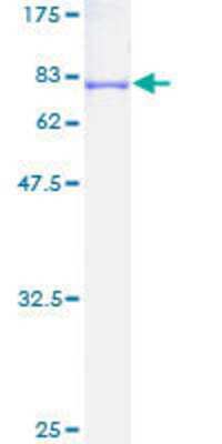 SDS-PAGE: Recombinant Human Nuf2 GST (N-Term) Protein [H00083540-P01]