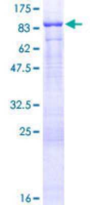 SDS-PAGE: Recombinant Human FERMT3/URP2 GST (N-Term) Protein [H00083706-P01]