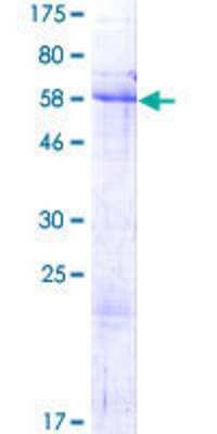 SDS-PAGE: Recombinant Human Nrip2 GST (N-Term) Protein [H00083714-P01]