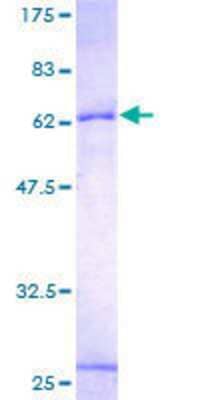 SDS-PAGE: Recombinant Human INHBE GST (N-Term) Protein [H00083729-P01]