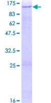 SDS-PAGE: Recombinant Human ZNF484 GST (N-Term) Protein [H00083744-P01]